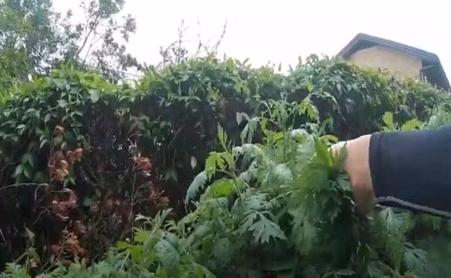 Ngải cứu là một loại rau rất quen thuộc, đồng thời là một loại cây thuốc bởi nó có nhiều công dụng đối với sức khoẻ. Trong ẩm thực, rau ngải được sử dụng để làm rất nhiều món như trứng rán lá ngải, ngải tần gà, trứng lộn ngải cứu...