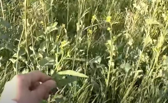 Những loại rau này rất ít khi được bày bán ở siêu thị Nhật, nếu có thì giá thành cũng thuộc dạng đắt đỏ.