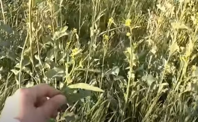 Những loại rau này rất ít khi được bày bán ở siêu thị Nhật, nếu có thì giá thành cũng thuộc dạng đắt đỏ.