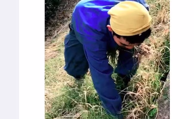 Việc hái rau dại mọc ven đường hay bờ sông để về nấu ăn có lẽ chẳng phải xa lạ gì với những người Việt sống ở Nhật. 