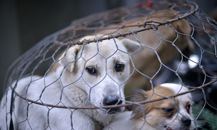 Tu 20/4/2021: Hanh ha tan nhan vat nuoi... phat den 3 trieu dong