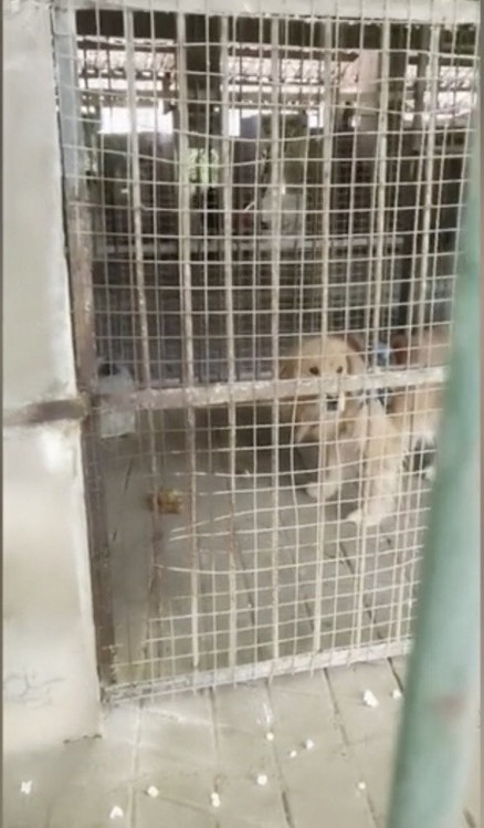 Con 'su tu la' trong so thu o Trung Quoc, su that the nao?