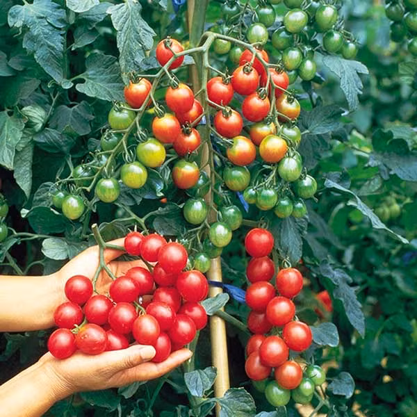 Cà chua bi Vỏ cà chua giàu chất lycopene, một chất dinh dưỡng giúp ngăn chặn sự tích tụ của các hợp chất chống viêm kết hợp với chứng trầm cảm. Vì lycopene có trong vỏ cà chua, nên cách tốt nhất để hấp thụ nó là bạn chỉ nên ăn cà chua bi vì bề mặt của chúng nhỏ hơn có nghĩa là bạn sẽ ăn được nhiều vỏ hơn so với một trái cà chua có kích cỡ bình thường.