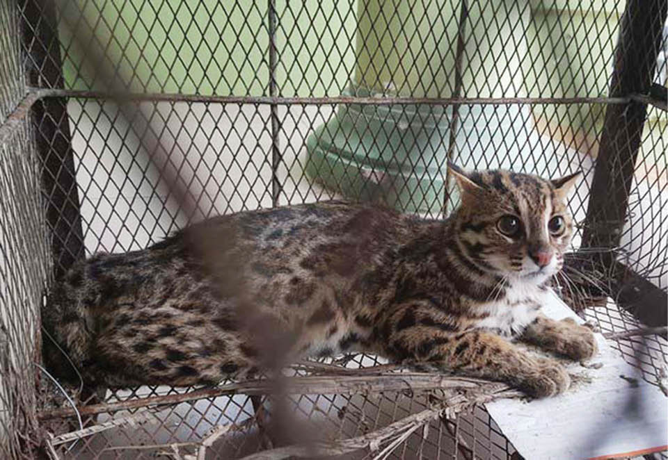 Mèo rừng có bộ lông đẹp, cằm và dưới môi có màu trắng hoặc vàng nhạt, sau tai có đốm trắng. Chúng có lớp lông dày, mịn, màu xám xanh hoặc xám nâu, nhiều hoa văn cẩm thạch xung quanh. Chân và đuôi của nó có nhiều đốm thẫm. Ảnh: Khu BTTN Phong Điền.