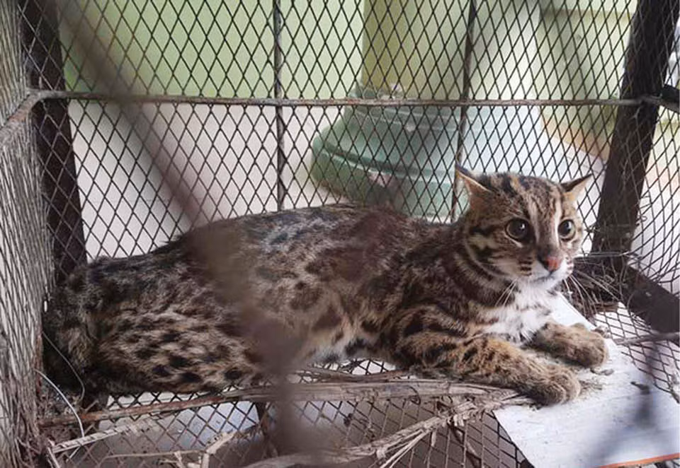 Mèo rừng có bộ lông đẹp, cằm và dưới môi có màu trắng hoặc vàng nhạt, sau tai có đốm trắng. Chúng có lớp lông dày, mịn, màu xám xanh hoặc xám nâu, nhiều hoa văn cẩm thạch xung quanh. Chân và đuôi của nó có nhiều đốm thẫm. Ảnh: Khu BTTN Phong Điền.