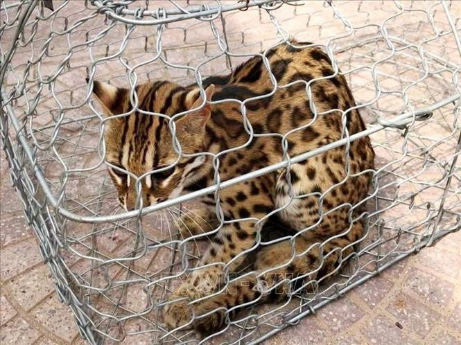 Mèo rừng có tên khoa học là Prionailurus bengalensis. Chúng còn được gọi là mèo cẩm thạch, hay mèo gấm. Ảnh: TTXVN.