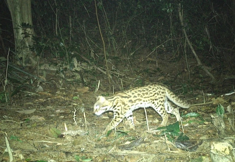 Theo kiểm lâm viên thuộc Chi cục Kiểm lâm TP HCM, con mèo rừng quý hiếm trên là cá thể cái. Vào thời điểm tiếp nhận, nó có sức khỏe bình thường. Ảnh: Nhân dân.