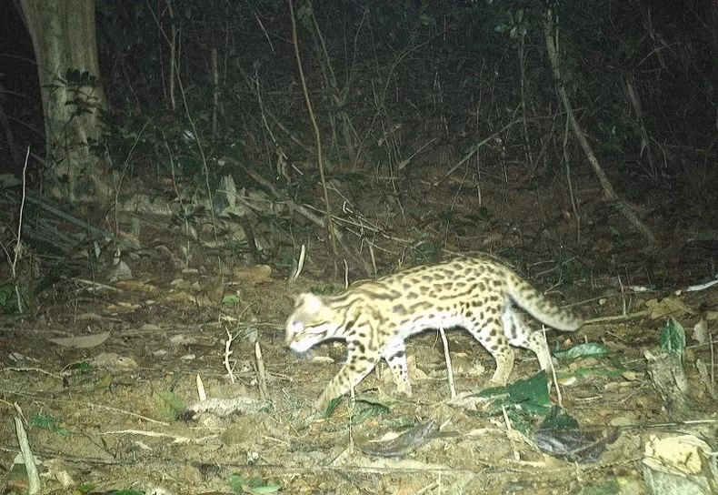 Theo kiểm lâm viên thuộc Chi cục Kiểm lâm TP HCM, con mèo rừng quý hiếm trên là cá thể cái. Vào thời điểm tiếp nhận, nó có sức khỏe bình thường. Ảnh: Nhân dân.