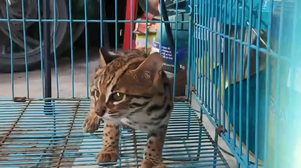 Vào ngày 30/10, Chi Cục Kiểm lâm TP HCM tiếp nhận một con mèo rừng quý hiếm do anh Hoàng Văn Quân (ngụ phường Long Trường, TP Thủ Đức) tự nguyện giao nộp. Trước đó, anh phát hiện đàn gà của gia đình mất 4 - 5 con. Ảnh: PLO.