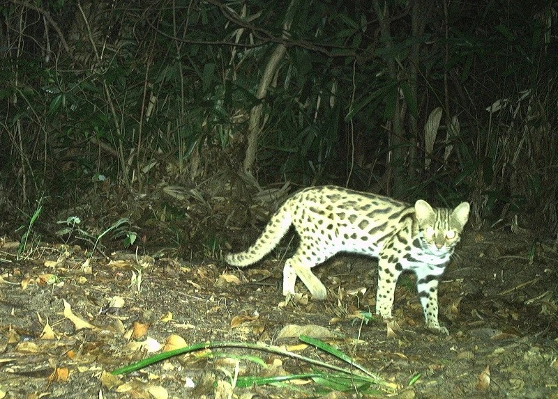 Biết đây là động vật hoang dã quý hiếm nên anh Quân đã liên hệ Chi cục Kiểm lâm TP HCM để bàn giao. Theo đó, Chi cục Kiểm lâm TP HCM đã tiếp nhận cá thể trên, đưa về chăm sóc cứu hộ theo quy định. Ảnh: Nhân dân.