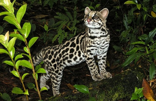 Loài mèo rừng thuộc nhóm IIB trong danh mục động vật rừng nguy cấp quý hiếm và nằm trong Sách đỏ Việt Nam. Ảnh: Dân Việt.