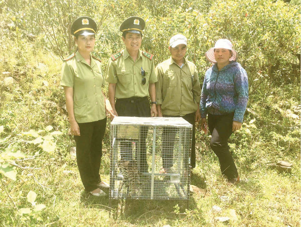 Thức ăn của mèo rừng gồm: động vật nhỏ, côn trùng, thực vật. Ảnh: Khu BTTN Phong Điền.