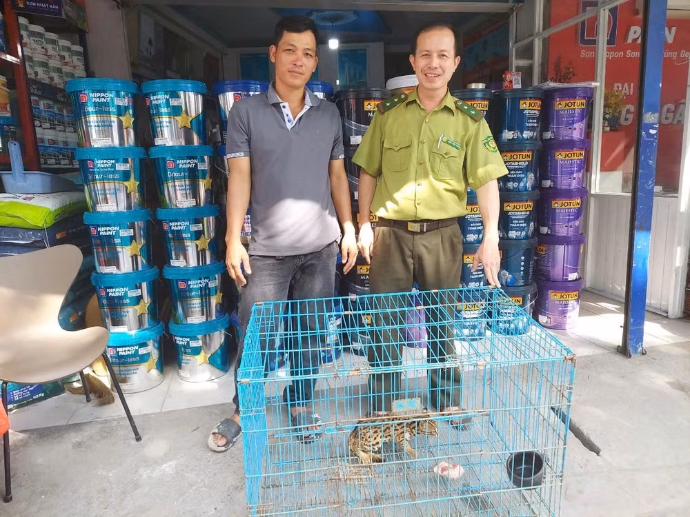 Suy đoán số gà này có thể bị con vật nào ăn mất nên anh Quân đã đặt lồng bẫy. Theo đó, anh bắt được một con mèo rừng nặng khoảng 1,2 kg. Ảnh: PLO.