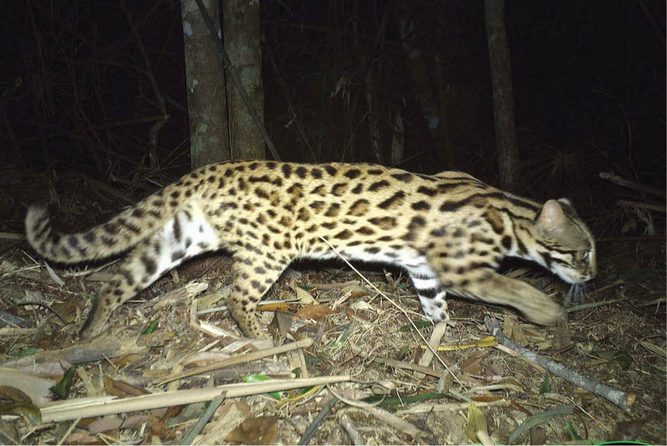 Kích thước của mèo rừng tương đương mèo nhà, với chiều dài cơ thể khoảng 60 cm, nặng khoảng 2 - 5 kg. Tuy nhiên, mèo rừng có đặc điểm khác biệt là đuôi khá dài có thể lên đến 55 cm. Ảnh: Khu BTTN Phong Điền.