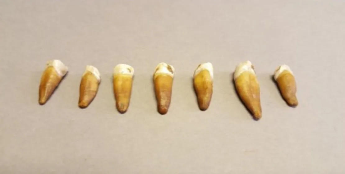 Các nhà nghiên cứu cho rằng, nếu câu chuyện trên thực sự xảy ra thì người bị ném xuống giếng thuộc nhóm binh sĩ thủ thành và được gọi là Birkebeiner.