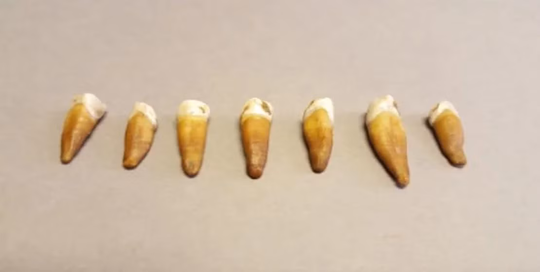 Các nhà nghiên cứu cho rằng, nếu câu chuyện trên thực sự xảy ra thì người bị ném xuống giếng thuộc nhóm binh sĩ thủ thành và được gọi là Birkebeiner.