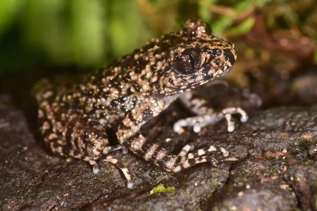 Phat hien loai coc moi chi co o Viet Nam