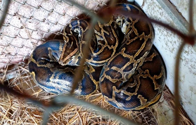 Vào sáng ngày 29/10, Hạt trưởng Hạt Kiểm lâm huyện Thạch Hà (tỉnh Hà Tĩnh), ông Lê Thanh Hải cho biết, đơn vị này đã phối hợp với Vườn quốc gia Vũ Quang tiếp nhận một cá thể động vật quý hiếm là trăn đất do người dân tự nguyện giao nộp để thả về môi trường tự nhiên. Ảnh: SGGP.