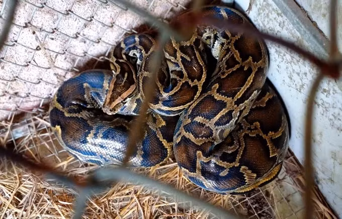 Vào sáng ngày 29/10, Hạt trưởng Hạt Kiểm lâm huyện Thạch Hà (tỉnh Hà Tĩnh), ông Lê Thanh Hải cho biết, đơn vị này đã phối hợp với Vườn quốc gia Vũ Quang tiếp nhận một cá thể động vật quý hiếm là trăn đất do người dân tự nguyện giao nộp để thả về môi trường tự nhiên. Ảnh: SGGP.