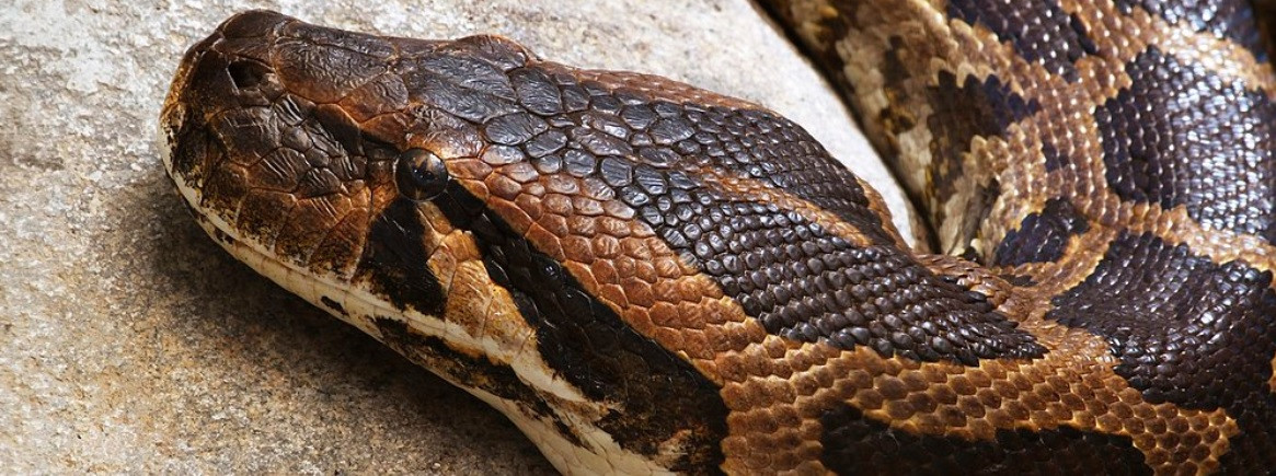 Trăn đất thích ăn các loài gặm nhấm, hươu nai, chim, ếch nhái và bò sát. Ảnh: India.mongabay.com.