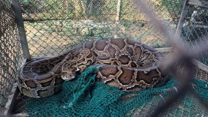 Trăn đất có tên khoa học là Python molurus, nằm trong danh mục các loài động vật rừng nguy cấp, quý, hiếm nhóm IIB, cần được bảo vệ, bảo tồn. Ảnh: Người lao động.