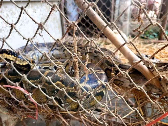 Cá thể trăn đất trên được bà Trần Thị Thu Thủy sống ở thôn Yên Nghĩa, xã Lưu Vĩnh Sơn, huyện Thạch Hà, bắt được trong lúc đi làm đồng. Con vật nặng 6 kg và dài khoảng 2,5m. Ảnh: SGGP.