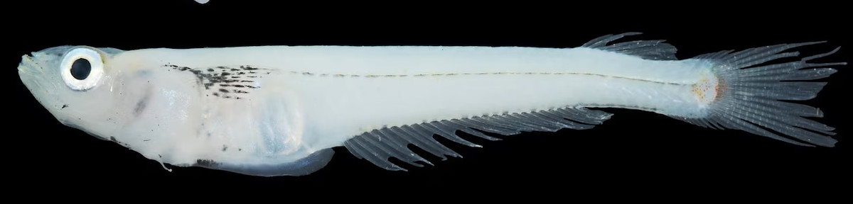 Cá bụng đầu Cửu Long là loài đặc hữu Việt Nam, không tìm thấy ở bất cứ nơi nào khác ở trên thế giới. Ảnh: Photograph courtesy Magnolia Press, reproduced with permission.