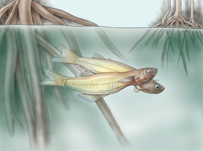 Cá bụng đầu Cửu Long sau đó được National Geographic xếp vào danh sách 10 phát hiện lạ lùng nhất thế giới trong năm 2012. Ảnh: Zootaxa.