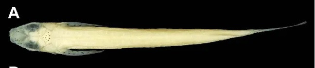 Chiều dài trung bình của cá bụng đầu Cửu Long là khoảng 25 mm. Loài cá này có cơ chế giao phối đặc biệt khi bộ phận sinh dục nằm ngay dưới cằm, sau miệng. Ảnh: L.X. Tran, Zootaxa.