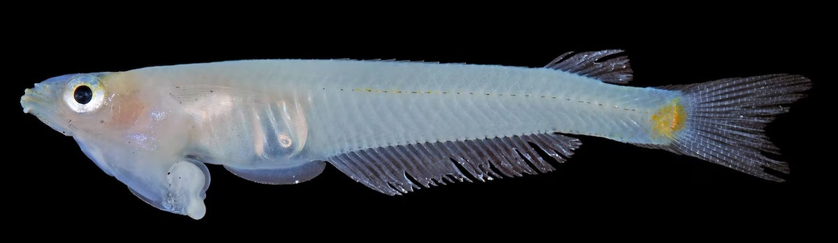 Theo các chuyên gia, cá bụng đầu Cửu Long (danh pháp khoa học: Phallostethus cuulong) là loài cá vây tia thuộc họ Cá bụng đầu Phallostethidae, bộ Cá suốt. Đây là loài cá mặt nước khá hiếm sống tại khu vực sông Mekong ở Đông Nam Á. Ảnh: Photograph courtesy Magnolia Press, reproduced with permission.