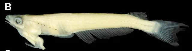 Cá thể cá đực có priapium - cơ quan giống như dương vật nhưng đảo ngược và tương tự như một loại vây ngực. Cơ quan này giúp tỷ lệ thụ tinh của trứng cao, giúp ống dẫn trứng của cá cái chứa nhiều tinh trùng. Trong khi đó, bộ phận sinh dục của con cái nằm ở bên trong miệng. Ảnh: L.X. Tran, Zootaxa.