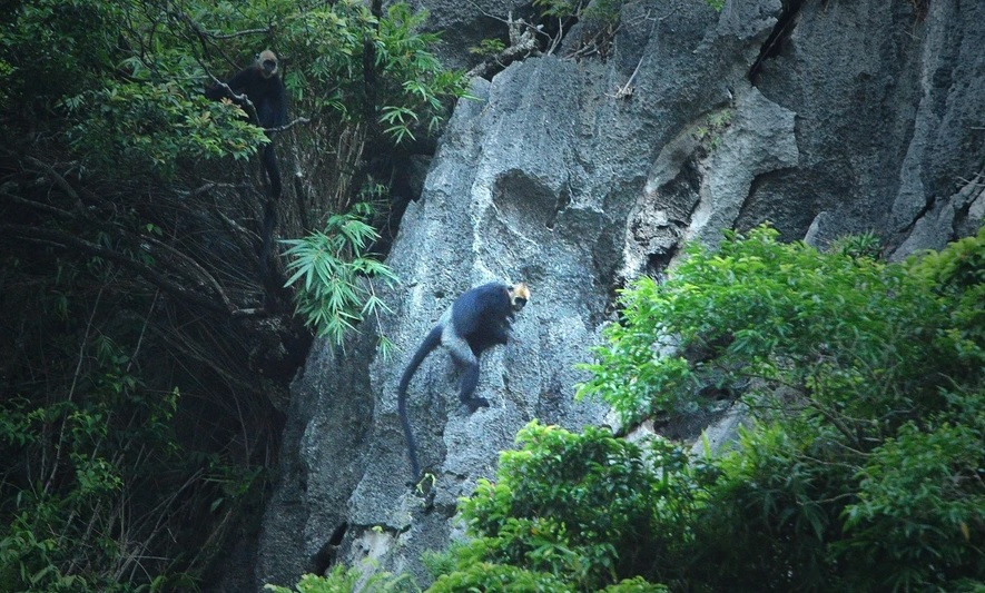 Đặc điểm nổi bật của loài voọc Cát Bà là khi trưởng thành, phần đầu và vai của con đực có lông màu trắng nhạt, thỉnh thoảng là màu vàng non. Ảnh: TTXVN.