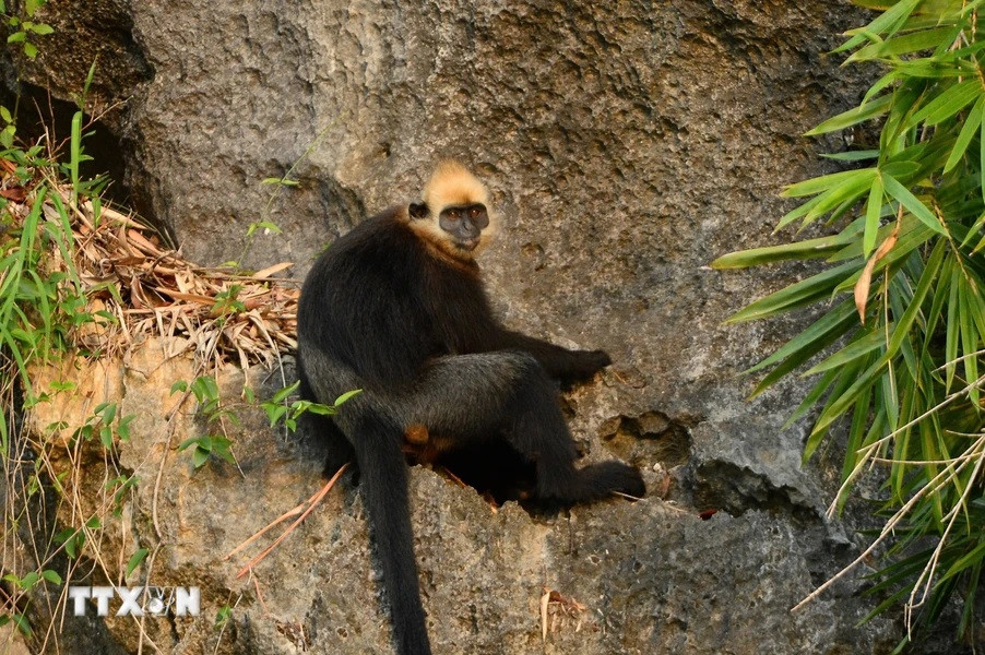 Các cá thể voọc Cát Bà sinh sống tại những nơi có độ cao khoảng 100 - 150m so với mực nước biển, trong những rừng dây leo và cây thân gỗ hay những vách đá dựng đứng. Ảnh: TTXVN.