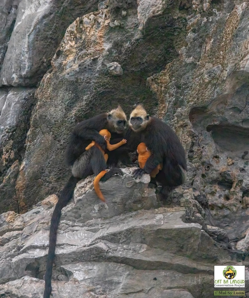 Voọc đầu trắng nằm trong danh mục đỏ của Tổ chức Bảo tồn thiên nhiên quốc tế (IUCN), có nguy cơ tuyệt chủng cao nhất thế giới. Ảnh: Dự án bảo tồn Voọc Cát Bà.