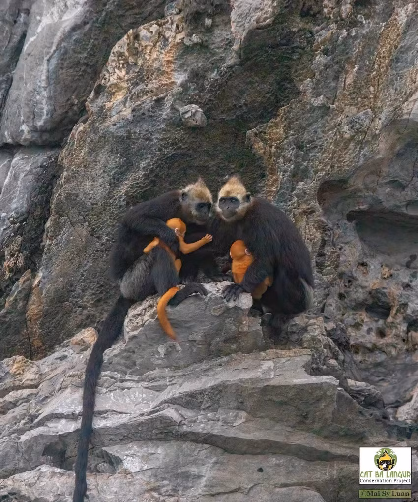 Voọc đầu trắng nằm trong danh mục đỏ của Tổ chức Bảo tồn thiên nhiên quốc tế (IUCN), có nguy cơ tuyệt chủng cao nhất thế giới. Ảnh: Dự án bảo tồn Voọc Cát Bà.