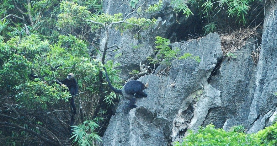 Trong khi đó, cá thể voọc Cát Bà cái có lông màu thẫm hơn con đực. Con cái rất dễ nhận ra vì nổi bật trên nền bộ lông màu đen tuyền. Ảnh: TTXVN.