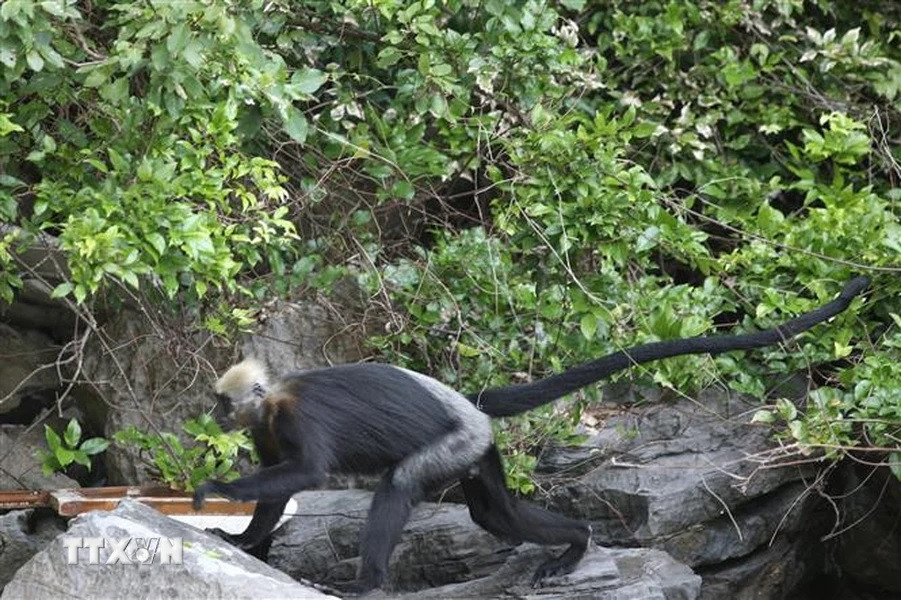 Voọc đầu trắng thường sống theo đàn. Mỗi đàn thường có khoảng 10 - 20 cá thể và do cá thể đực làm con đầu đàn. Ảnh: TTXVN.