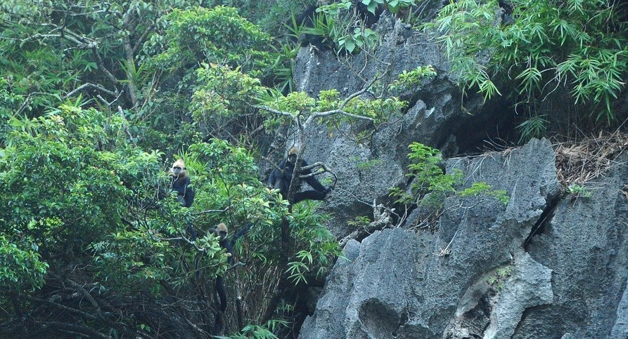 Vào năm 2000, số lượng voọc Cát Bà chỉ còn khoảng 40 cá thể với nguyên nhân chủ yếu là do vấn nạn săn bắt. Sau đó, giới chức trách và các chuyên gia đã thực hiện các giải pháp nhằm bảo tồn loài voọc quý hiếm này. Ảnh: TTXVN.