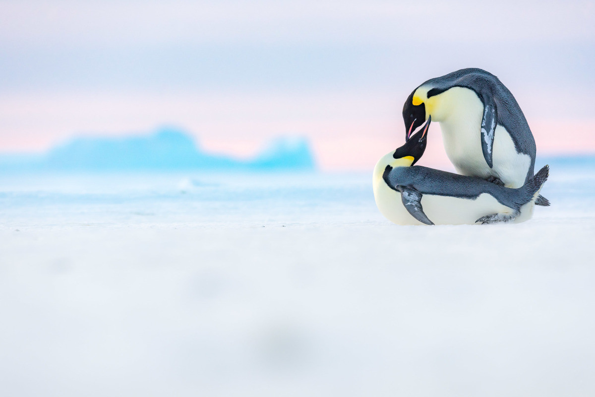 “Có tới 80% đàn chim cánh cụt hoàng đế được dự đoán gần như tuyệt chủng vào năm 2100 với lượng phát thải khí nhà kính tăng như hiện nay”, trích báo cáo trên. Ảnh: Stefan Christmann/nature-in-focus.de.