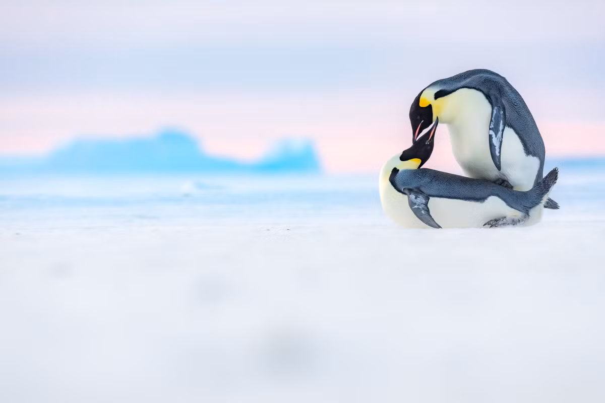“Có tới 80% đàn chim cánh cụt hoàng đế được dự đoán gần như tuyệt chủng vào năm 2100 với lượng phát thải khí nhà kính tăng như hiện nay”, trích báo cáo trên. Ảnh: Stefan Christmann/nature-in-focus.de.