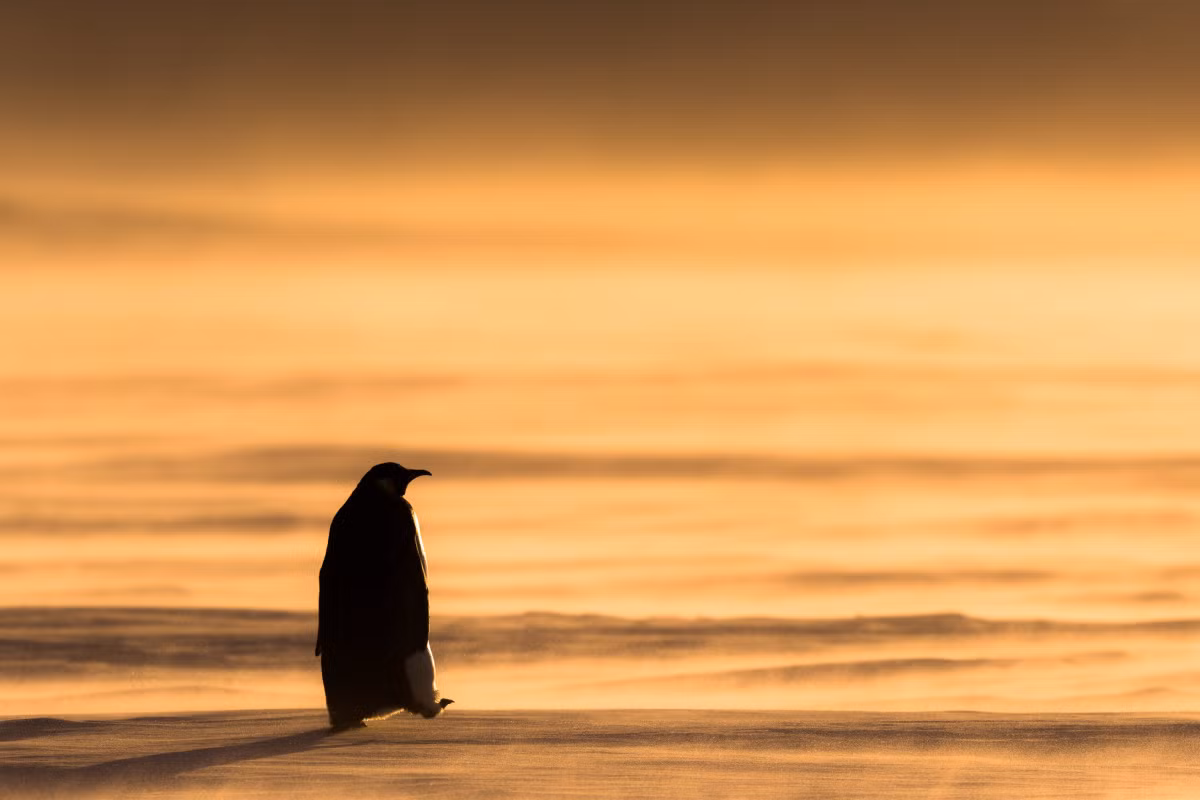 Chim cánh cụt hoàng đế là loại chim lớn nhất và nặng nhất trong số tất cả những loài chim cánh cụt còn sống và là loài đặc hữu ở Nam Cực. Ảnh: Stefan Christmann/nature-in-focus.de.