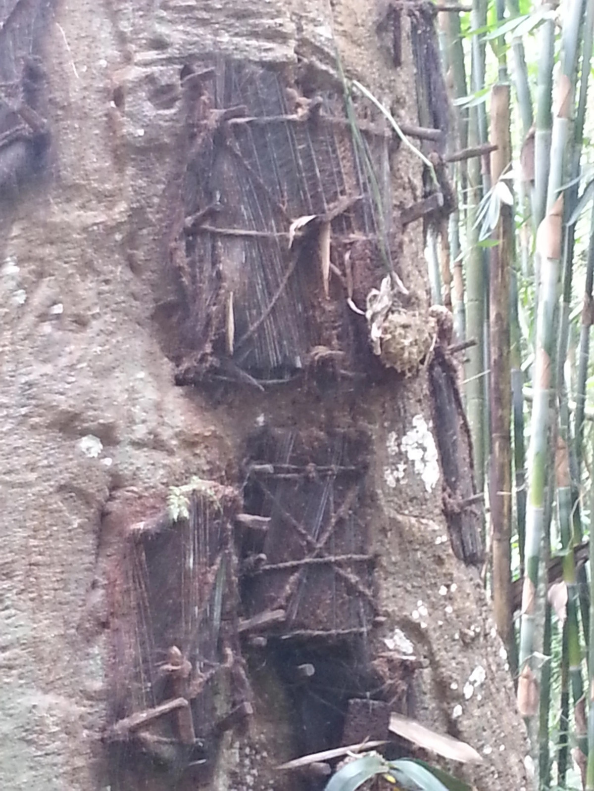 Những cái cây được dùng để mộc táng thường mọc trong rừng hoặc ngã ba của con sông. Ảnh: archaeologymysteries.