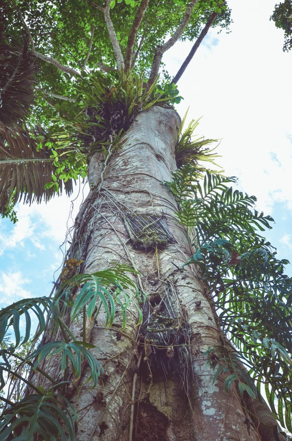 Sau khi mất, thi hài những đứa trẻ sẽ được đặt vào trong một chiếc hộp gỗ nhỏ rồi treo lên cây. Ảnh: museumofwander.