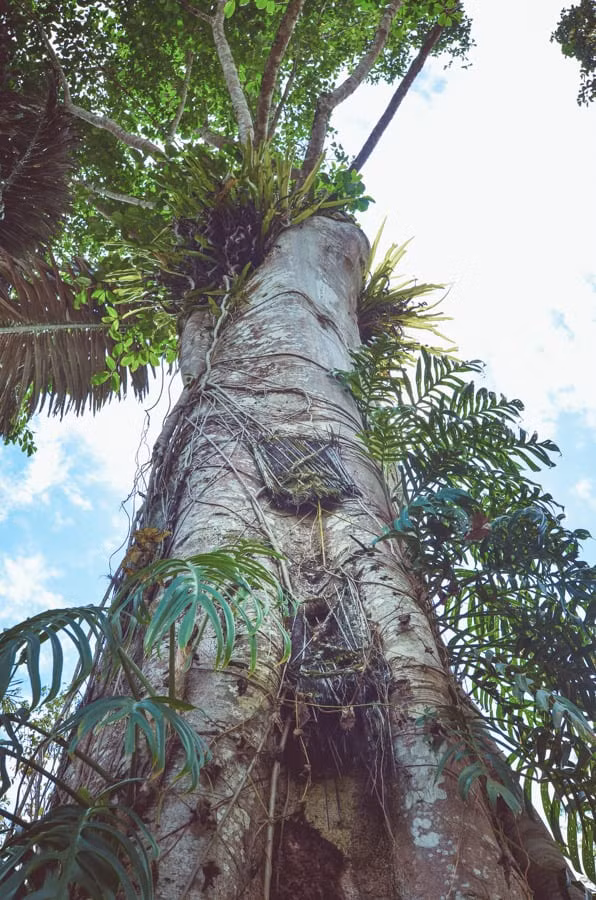 Sau khi mất, thi hài những đứa trẻ sẽ được đặt vào trong một chiếc hộp gỗ nhỏ rồi treo lên cây. Ảnh: museumofwander.