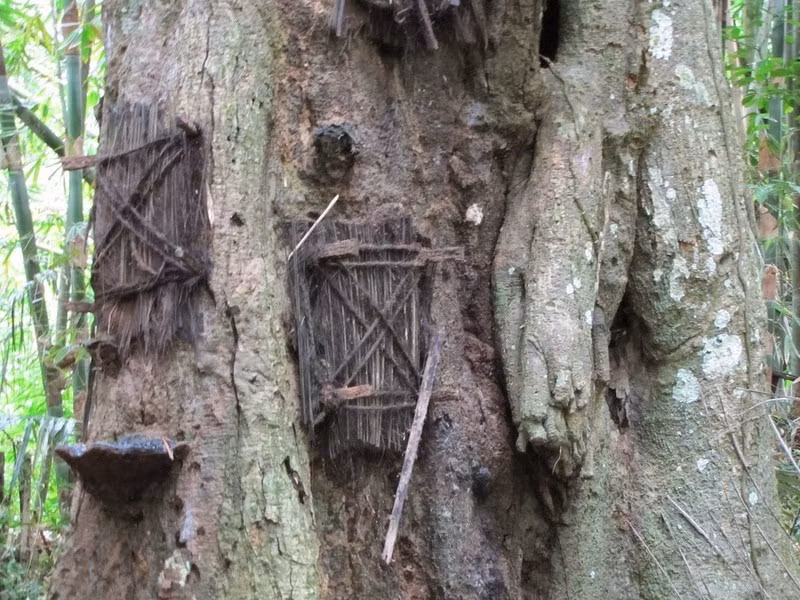 Người Nyingchi và Kangbei ở Tây Tạng thực hiện tập tục mộc táng trong nhiều thế hệ. Kiểu chôn cất này thường được thực hiện đối với những đứa trẻ không may qua đời sớm. Ảnh: Amusingplanet.