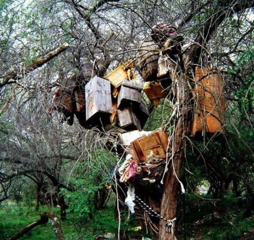 Người dân ở nhiều nơi trên thế giới thực hiện những tập tục mai táng truyền thống được lưu truyền qua nhiều thế hệ. Trong số này, một vài nơi tại Tây Tạng, Tana Toraja (Indonesia)... thực hiện tập tục mộc táng. Ảnh: Strange.