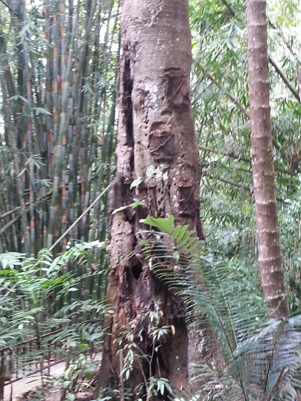 Nếu là bé trai thì chiếc hộp gỗ chứa thi hài sẽ được treo lên vị trí cao trên cây. Ngược lại, hộp gỗ chứa thi hài bé gái sẽ được đặt ở vị trí thấp hơn ở những cây cao. Ảnh: archaeologymysteries.