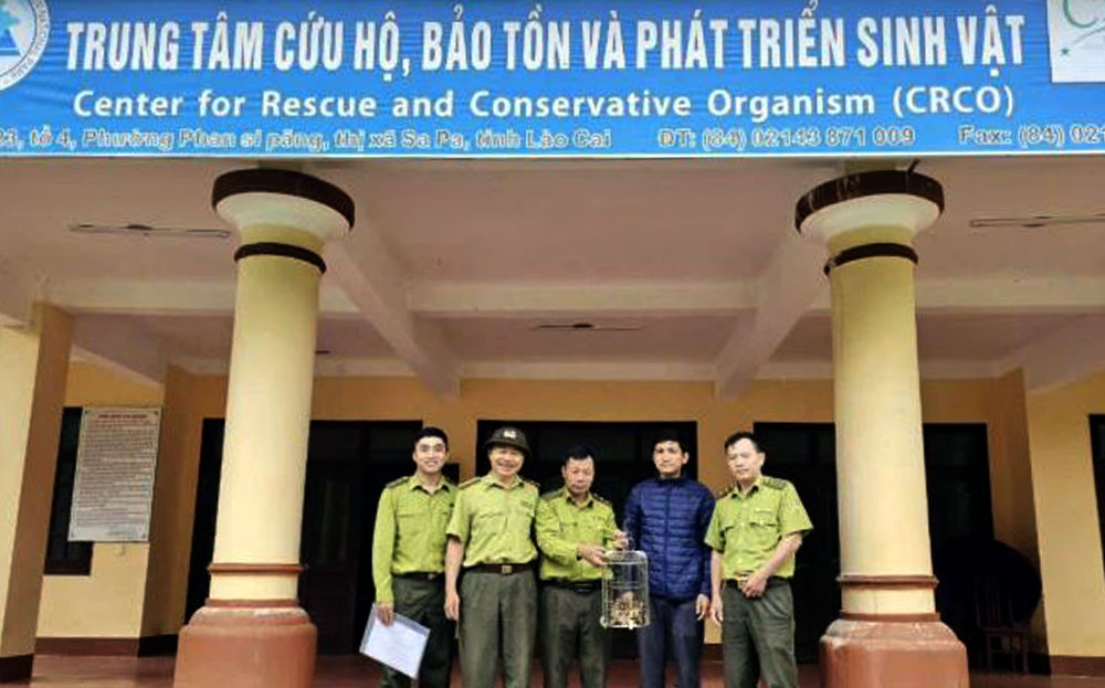 Hạt Kiểm lâm huyện Trấn Yên (Yên Bái) đã phối hợp với xã Lương Thịnh và ngành chức năng tiếp nhận và di chuyển một cá thể cầy gấm do người dân giao nộp về Trung tâm Cứu hộ, bảo tồn và phát triển sinh vật Hoàng Liên. Ảnh: Báo Yên Bái.