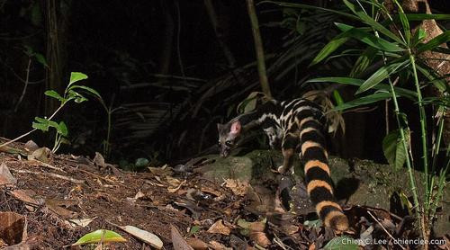 Là loài động vật cực kỳ hiếm, cầy gấm có dáng nhỏ. Trung binh mỗi cá thể cầy gấm khi trưởng thành nặng khoảng 0,5 - 6 kg. Ảnh: iNaturalist.