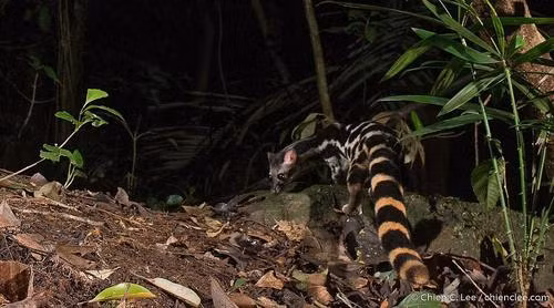 Là loài động vật cực kỳ hiếm, cầy gấm có dáng nhỏ. Trung binh mỗi cá thể cầy gấm khi trưởng thành nặng khoảng 0,5 - 6 kg. Ảnh: iNaturalist.